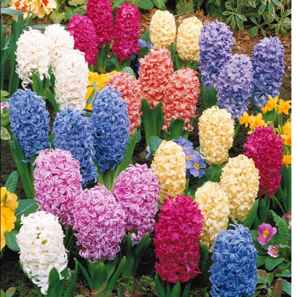 Meet your Posher, Araceli